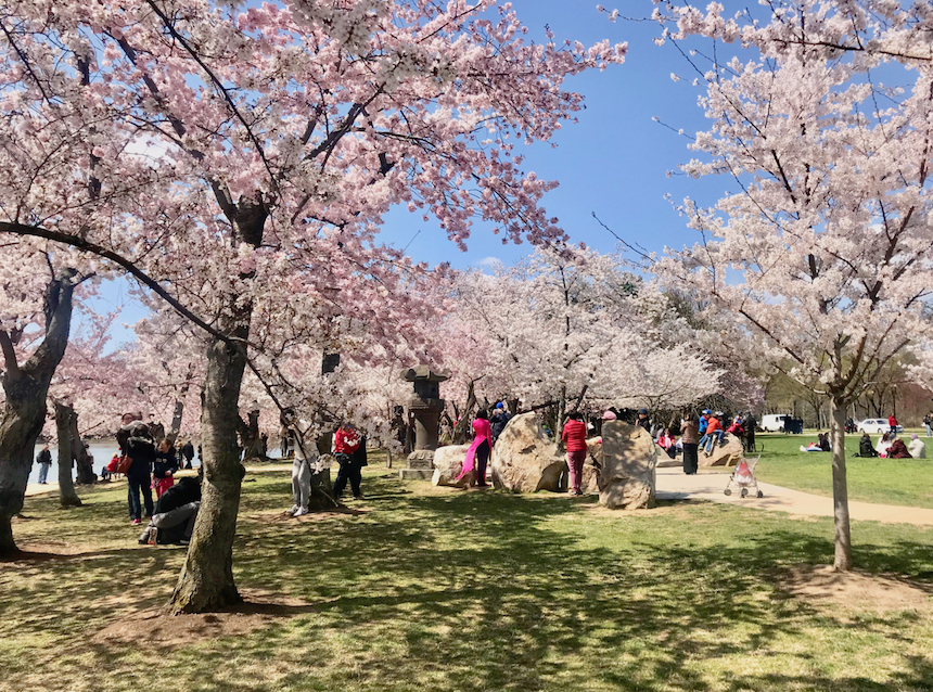 Festiwal Kwitnącej Wiśni w Waszyngtonie